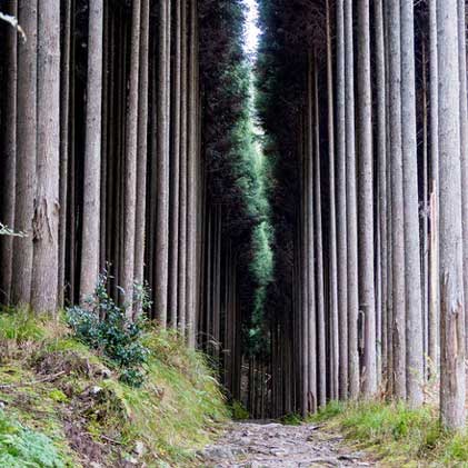 京都トレイル『北山西』